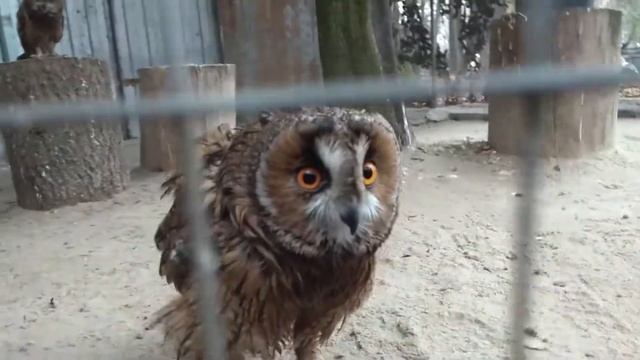 Сова смотреть онлайн