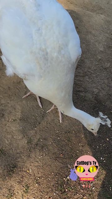 FEEDING RARE PEACOCK #shorts #beautiful #wildlife #animals #peacock #rare #white #birds #fyp #yt #4 смотреть онлайн