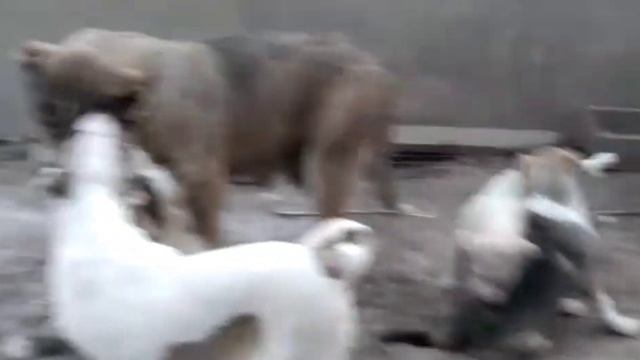 Дети Азы Монстр, Шкоды и Бека, внуки Снежка смотреть онлайн