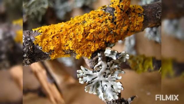 Основи біології. Лишайники Ч 1. смотреть онлайн