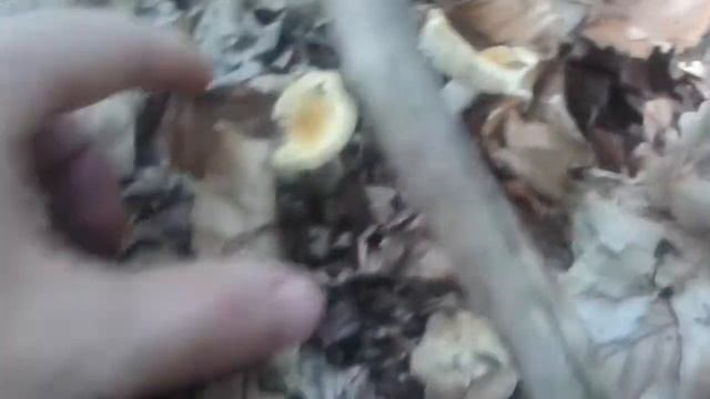 GOLDEN BRITTLEGILL (Russula Risigallina) смотреть онлайн
