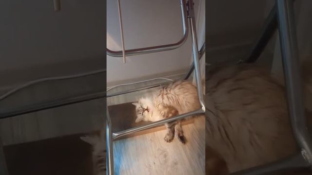 Каждой кошке по новой когтеточке😻 смотреть онлайн