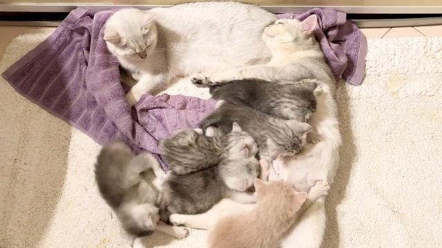 British Cats Kylie And Cristal With Kittens The Big Friendship.Британские кошки Кайли и Кристалл 💕💕 смотреть онлайн