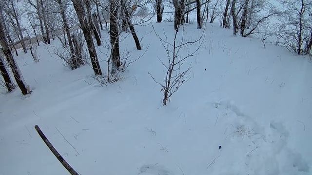 Охота на зайца загоном 03.01.2019 смотреть онлайн