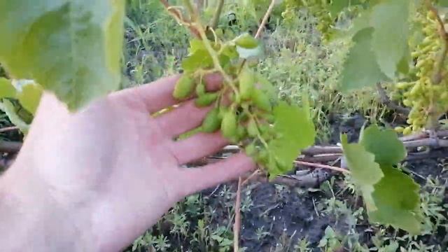 Вісім виноградних кущів,як запилилися і якого розміру виноградна ягода.Частина-3. смотреть онлайн