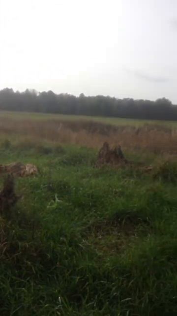 Вешалки ОБЛЕПИЛИ ДЕРЕВО! Грибы вешалки где растут? #грибы