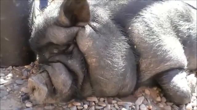 Спящий консультант )) смотреть онлайн