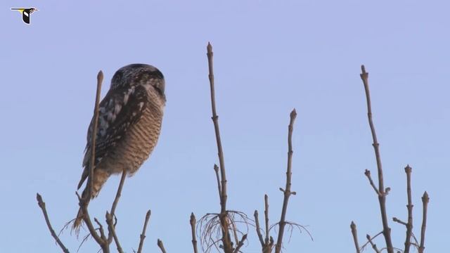 Northern Hawk Owl смотреть онлайн