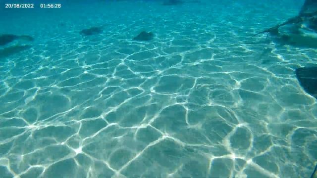 Sunny day at Stingray City in the Cayman Islands. смотреть онлайн