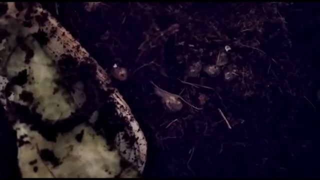 улитята вылупились! (часть1) смотреть онлайн
