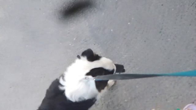 долгожданный влог /№2/ #собака #лето #влог #рекомендации #shorts #люблювас #популярное #влоги смотреть онлайн