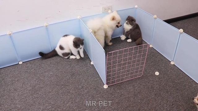 How To Make Big House for Pomeranian Dog by Fence Iron Net - Cute Pomeranian - MR PET #94 смотреть онлайн