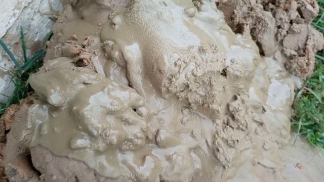 АБИССИНКА С ОТЛИЧНЫМ НАПОРОМ ДЛЯ ДОМА/НЕ СМОГЛИ ОБСАДИТЬСЯ смотреть онлайн