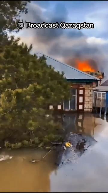 В общей беде люди не забыло о животных. Казахстан смотреть онлайн