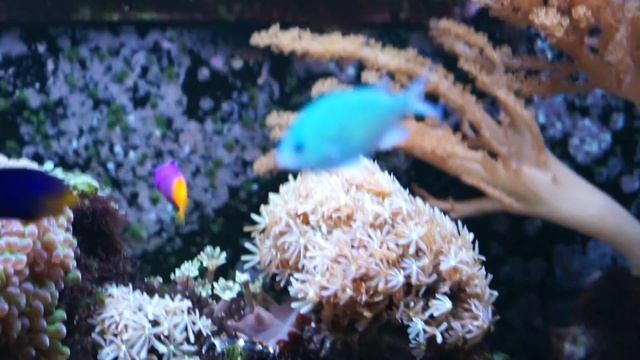 Blå-grön Chromis смотреть онлайн