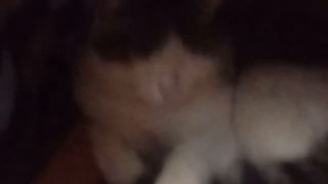 и это опят мой ленивый кот смотреть онлайн