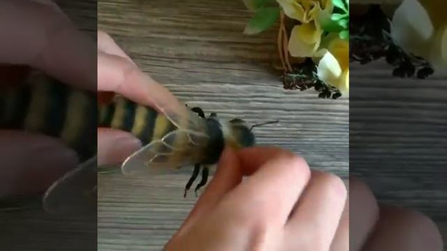 bee брошь пчела смотреть онлайн