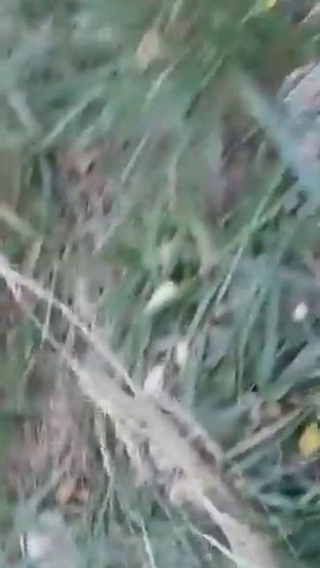 Самая длинная тропинка из грибов рядовок!!! смотреть онлайн