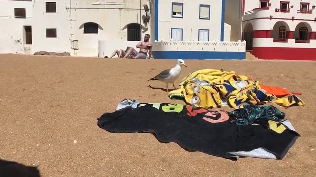 Копы так не любят нас