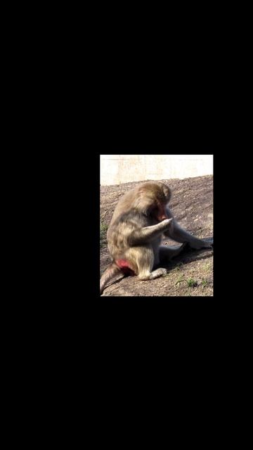 Hamadryas Baboon- Oh, no! Never shake hands with a Baboon! смотреть онлайн