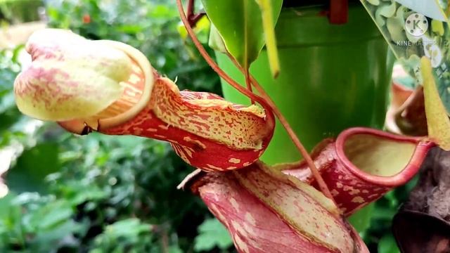 NEPENTHES ALATA PLANTS/TROPICAL PITCHER