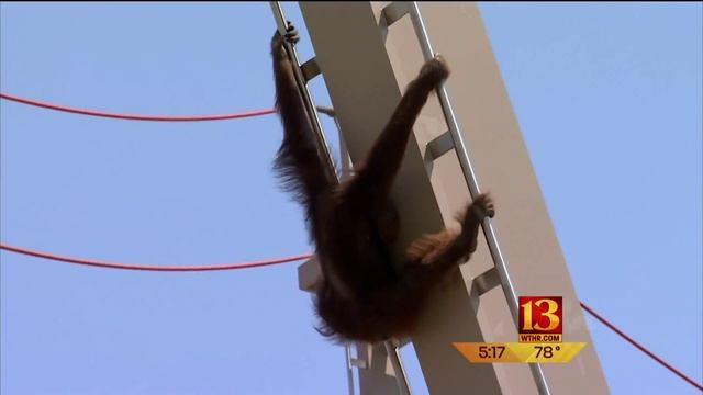 Zoo's orangutan center смотреть онлайн