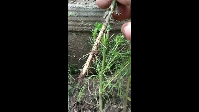 Tahukah Kamu Tanaman Artemisia scoparia Dapat Dibudidayakan? смотреть онлайн