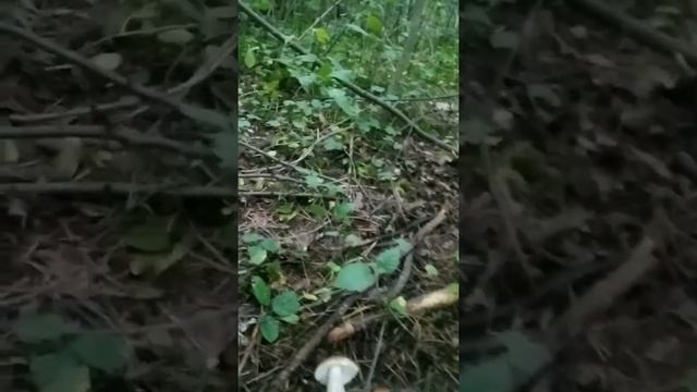 поход за грибами смотреть онлайн