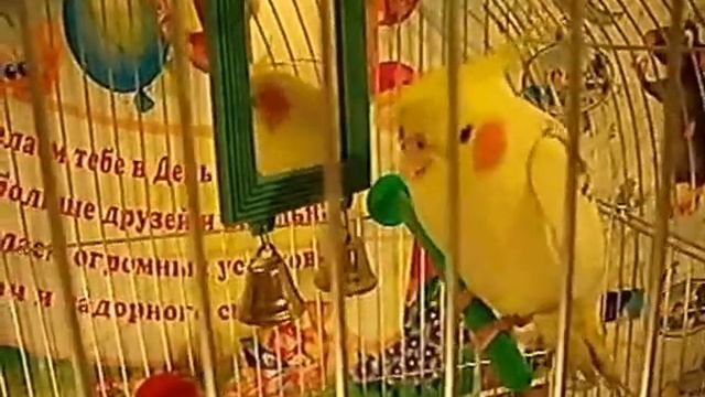 Корелла Кеша-болтун.avi смотреть онлайн
