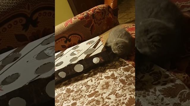 Тишка играет #шотландскийвислоухий #котята #scotishfold #scotishstraid #british смотреть онлайн