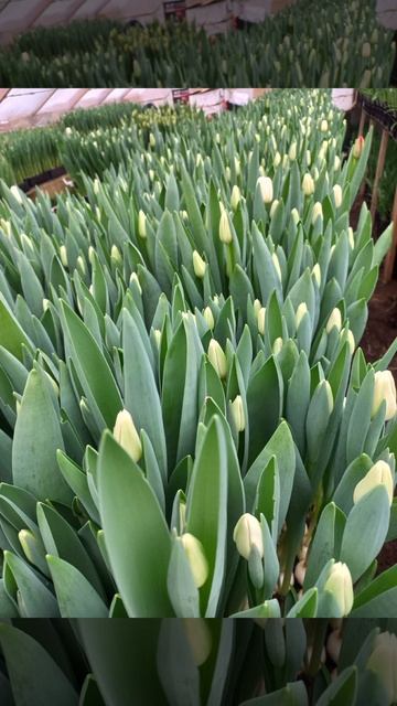 тюльпаны к 8 марта смотреть онлайн