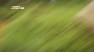 Мир дикие животные на амазонки