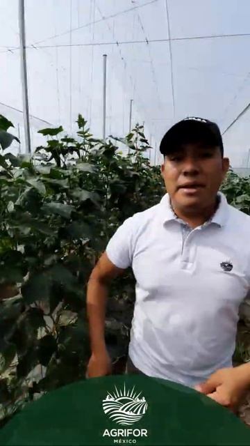 Aprende en 1 minuto: Araña Roja y Minador смотреть онлайн