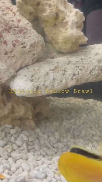 Electric Yellow Battle subscribe for more смотреть онлайн