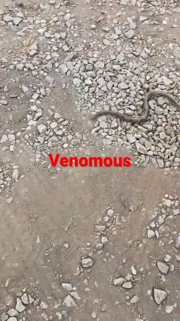 My encounter with a copperhead.. Venomous not poisonous #herping #snakes смотреть онлайн