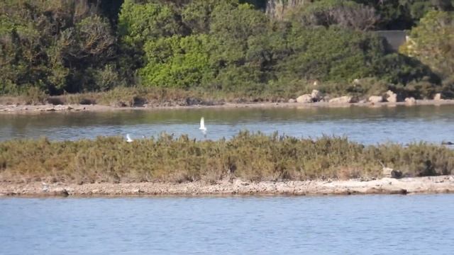 Little Tern, Fraticello (Sternula albifrons) смотреть онлайн