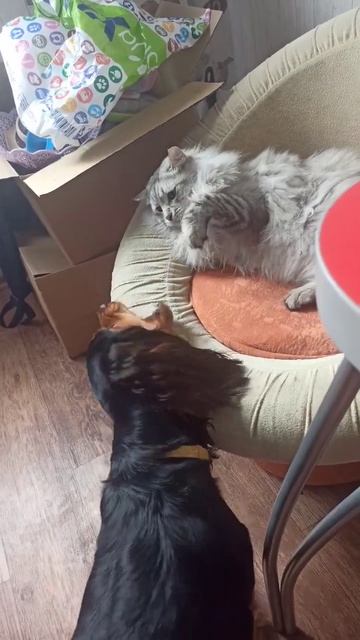 игры #dog #ника #приколы #рек #смех #собака #рекомендации #спаниель #cat #кот смотреть онлайн