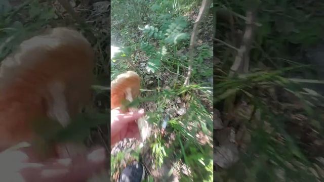 ПОДОСИНОВИКИ ЦЕЛЫМИ ПОЛЯНАМИ!!!!!!!!!!!ЭТО ПРОСТО КОШМАР!!!!! смотреть онлайн