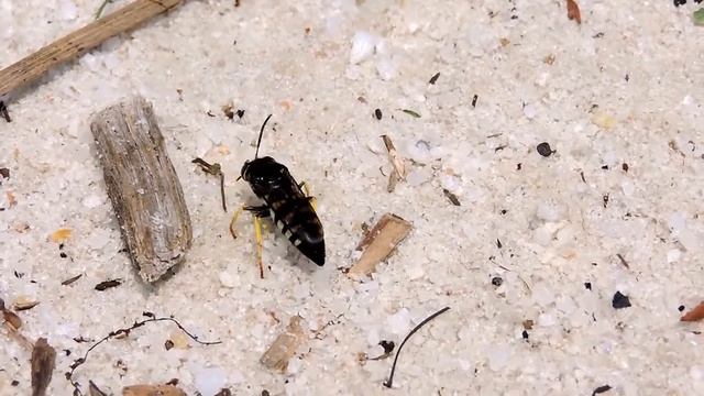 Capital Naturalist: Sand Digger Wasp With Stinkbug смотреть онлайн