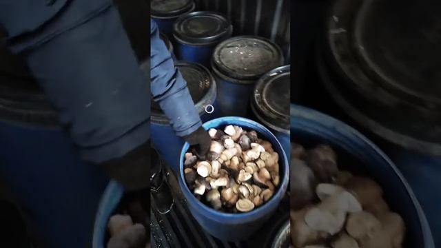 Белый гриб замороженный