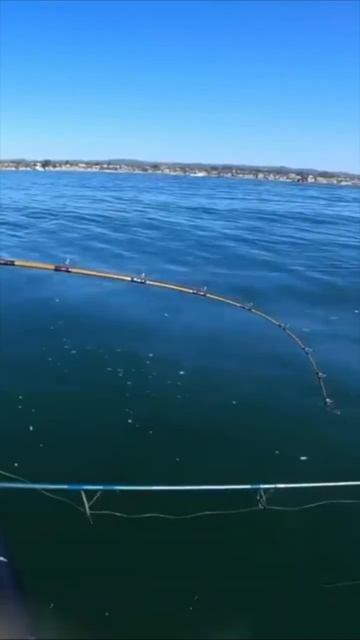 This is not what I wanted to catch!🦈 смотреть онлайн