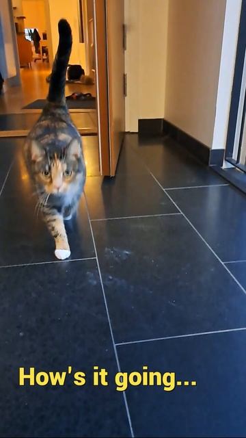 The difference between a cat and a big dog #shorts #happy #dog #cat смотреть онлайн