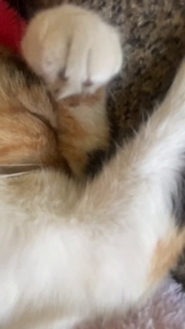Сопунша #реки #котята #2022 #котейка #топ #приколы #кошкивидео #кошки #кошкирулят #cat #cats смотреть онлайн