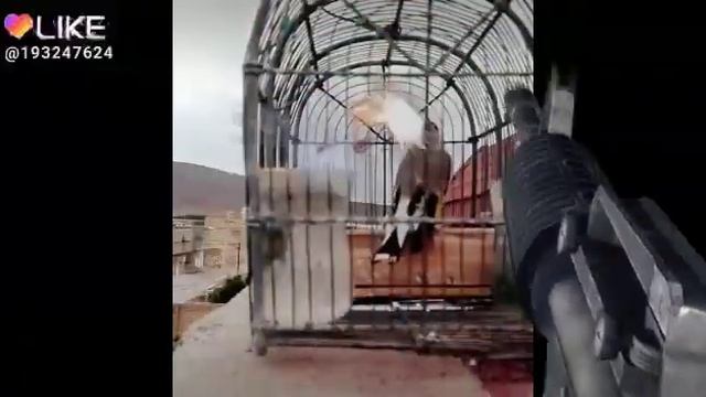 Щигол смотреть онлайн