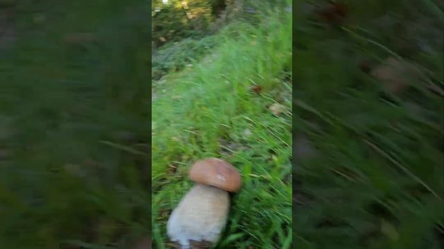 Грибная охота. Подосиновики и лисички.