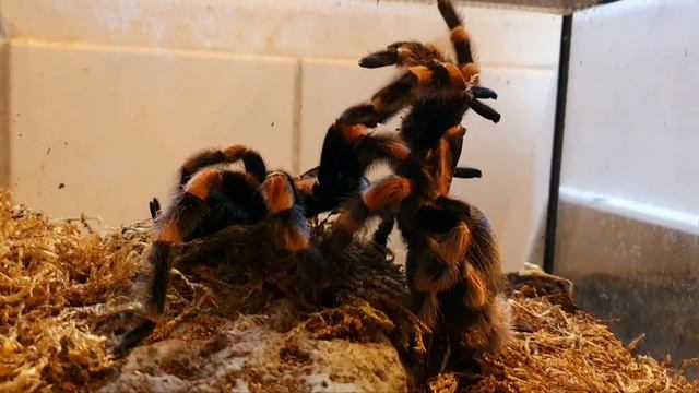 Brachypelma hamorii - Mating Tarantulas - The Shorts No.1 #mexicanredknee смотреть онлайн
