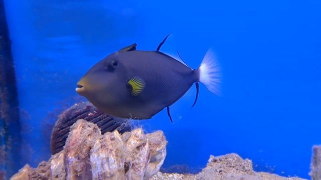 Cute triggerfish смотреть онлайн