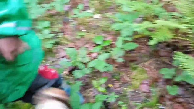 Є білі грибочки. По гриби у Карпати . Заріччя 17 серпня 2022