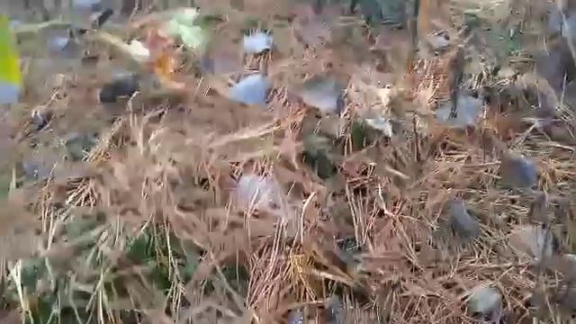 Едем в лес по грибы! смотреть онлайн