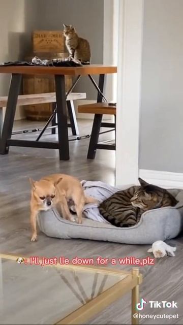 Когда собака трус но спать хочется смотреть онлайн